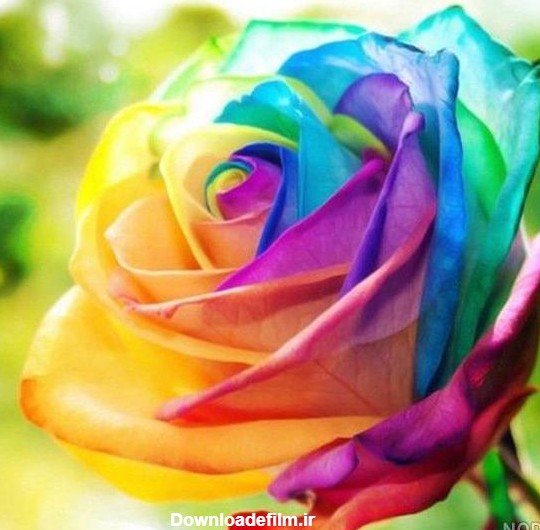 عکس گل رز رنگارنگ