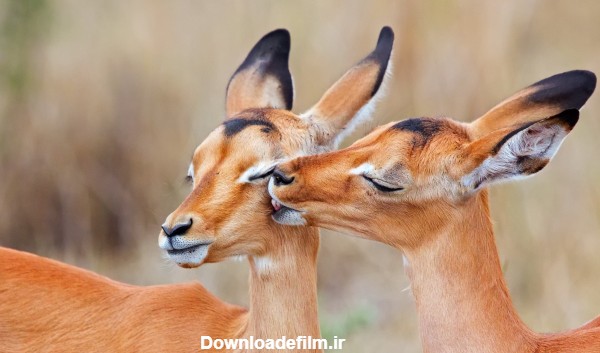 عکس عاشقانه حیوانات antelope love animals