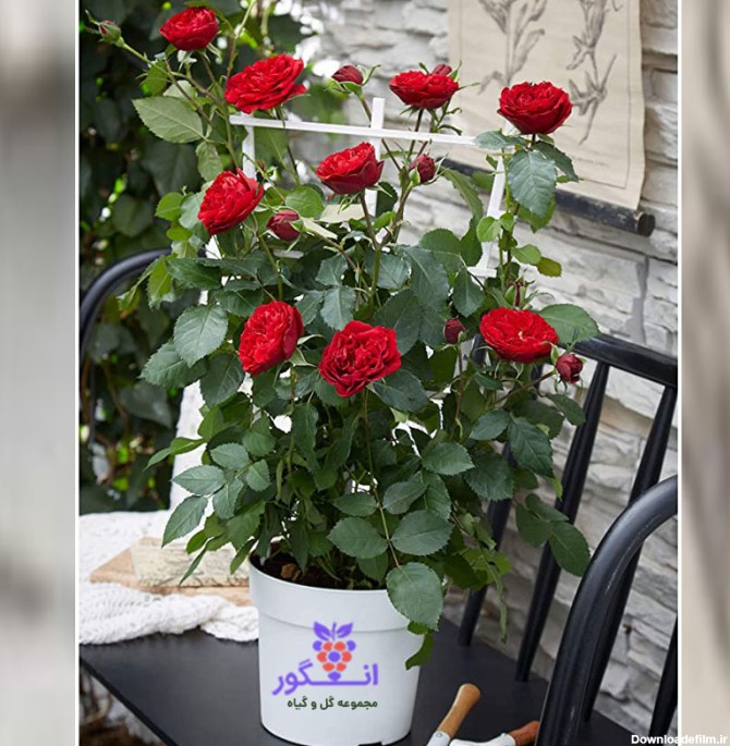 گلدان رز رونده رنگ قرمز سایز متوسط عکس + قیمت