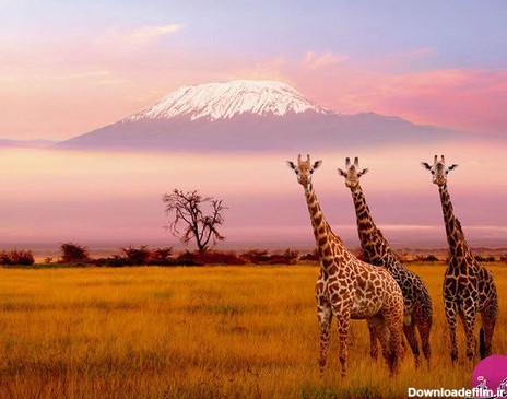 تصاویر شگفت انگیز از طبیعت زیبای آفریقا - تابناک | TABNAK