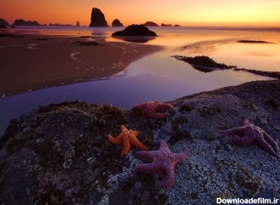 ستاره دریایی، ستاره درخشان ☀️ کارناوال