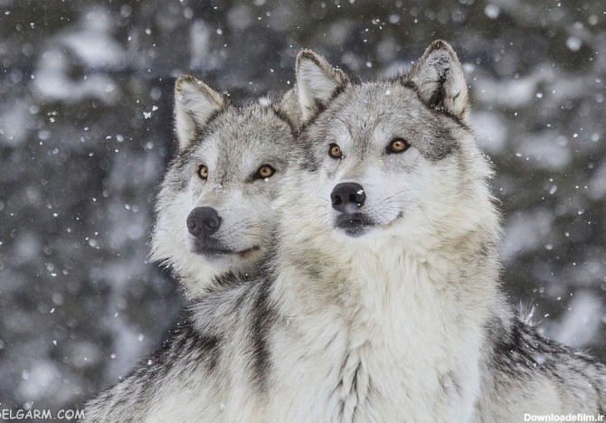 70 عکس خیره کننده گرگ حیوان درنده و قدرتمند