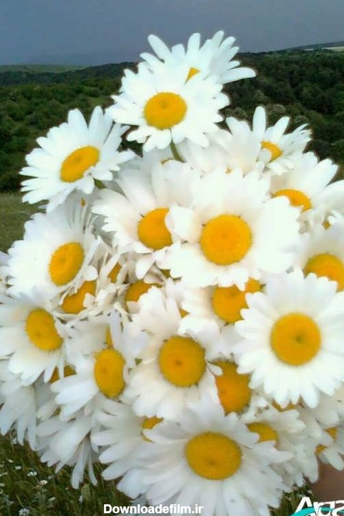 گالری عکس گل بابونه به همراه عکس های دسته گل و دشت گل بابونه