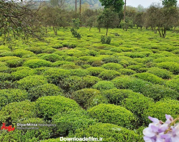 تصویری زیبا از باغ چای در شرق گیلان - پایگاه اطلاع رسانی دیارمیرزا