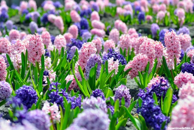 100 عکس حیرت انگیز از گل سنبل با حال و هوای نوروزی