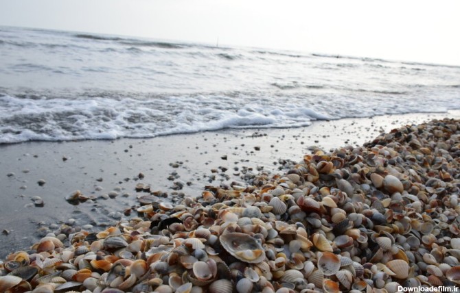 عکس/صدف های دریایی جاذبه دیدنی سواحل آستارا
