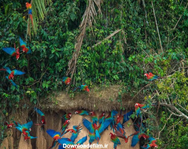 جنگل های آمازون آمریکا؛ تاریخچه، دیدنی‌ها و تصاویر | مجله علی بابا