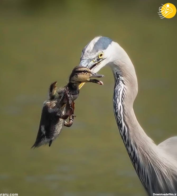 فرارو | (عکس) حواصیل یک جوجه اردک شکار کرد