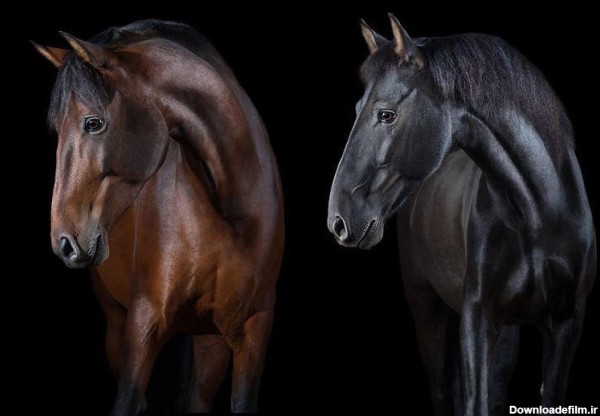 پرتره های زیبا از اسب +تصاویر