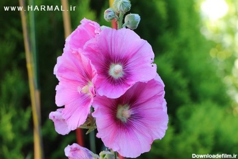 خواص گل ختمی - خواص گل ختمی برای سرفه گلو درد و سرما خوردگی در طب سنتی