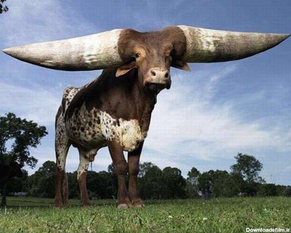 دانلود عکس بزرگترین گاو جهان
