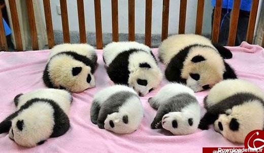 تولد 10 نوزاد پاندا در چین + تصاویر