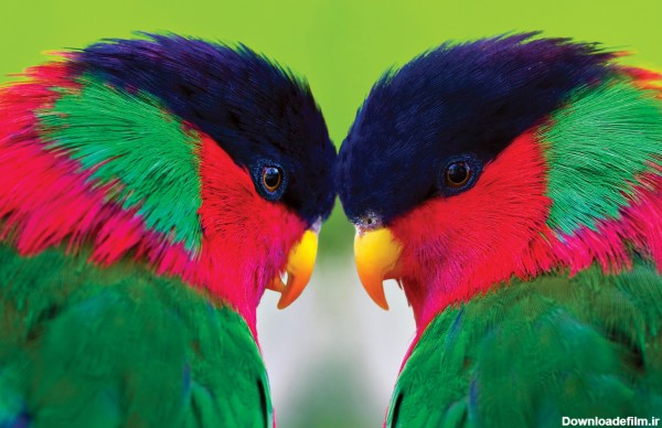 عکس دو مرغ عشق رنگارنگ زیبا love birds head