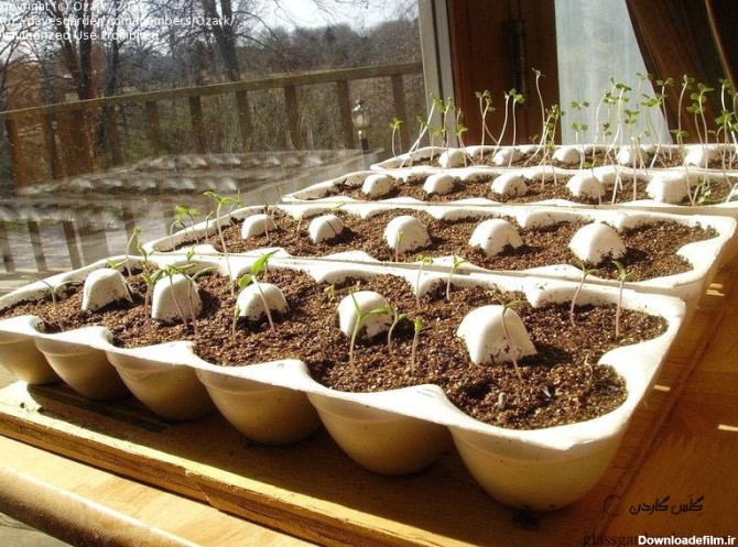 آموزش کاشت بذر گل در گلدان و باغچه - نحوه کاشت بذر گل های بهار در منزل