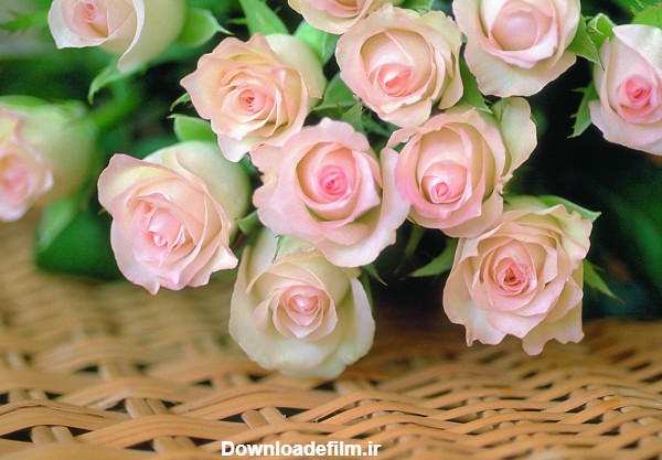 عکس زیبا دسته گل رز سفید و صورتی طبیعی و باطروات