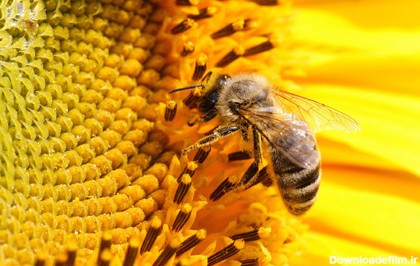 تشخیص عسل طبیعی ,خواص درمانی عسل طبیعی , عسل طبیعی