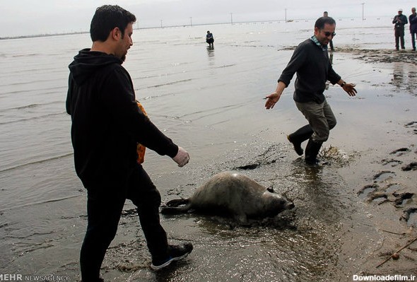 کشتار فک توسط ماهیگیران دریای خزر گزارش نشده است - خبرگزاری مهر ...
