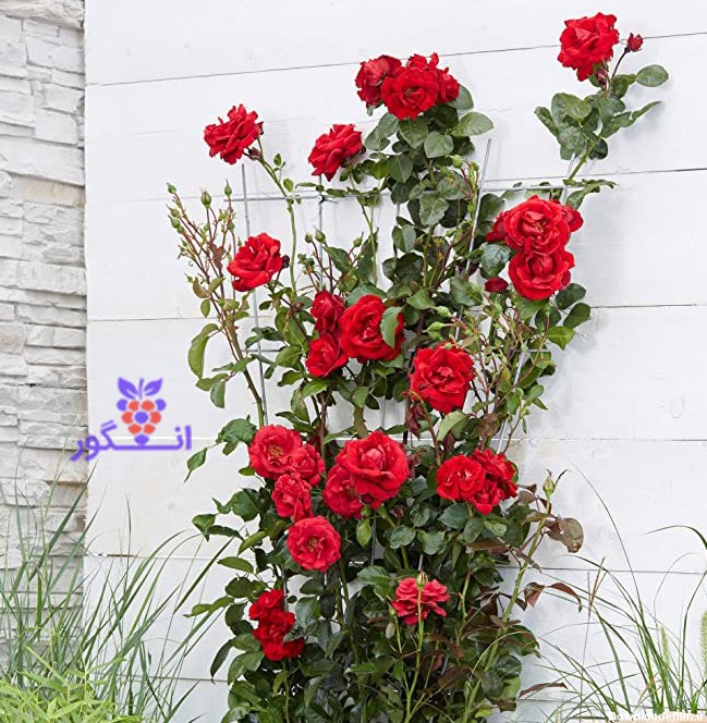 گلدان رز رونده رنگ قرمز سایز 65 تا 75 سانتی - انگور