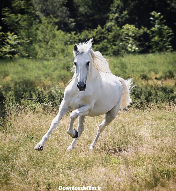 تصویر زمینه کمیاب از دویدن اسب سفید با کیفیت بالا