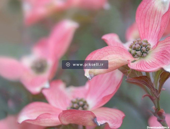 دانلود عکس با کیفیت از گل های زیبای صورتی رنگ