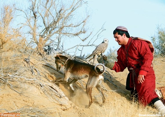 شکار سنتی و نمادین با شاهین و تازی در ترکمنستان+تصاویر | خبرگزاری فارس