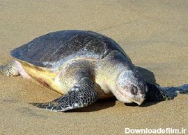 نجات لاک‌پشت پوزه عقابی در ساحل قشم