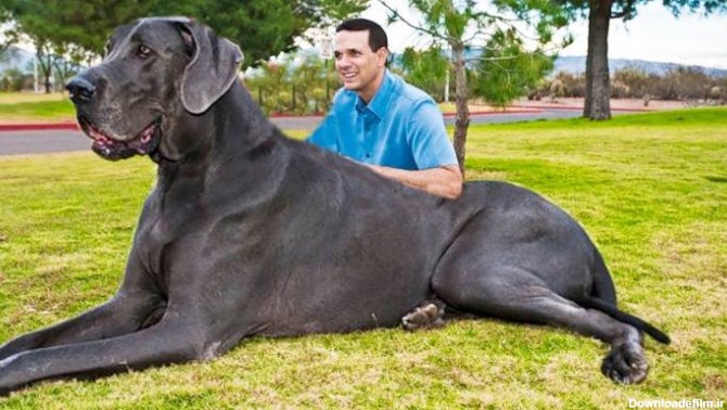 قوی‌ترین و بزرگ‌ترین سگ های جهان و ایران از کدوم نژادن؟