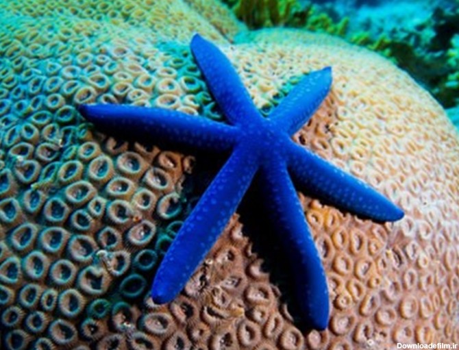 ستاره دریایی