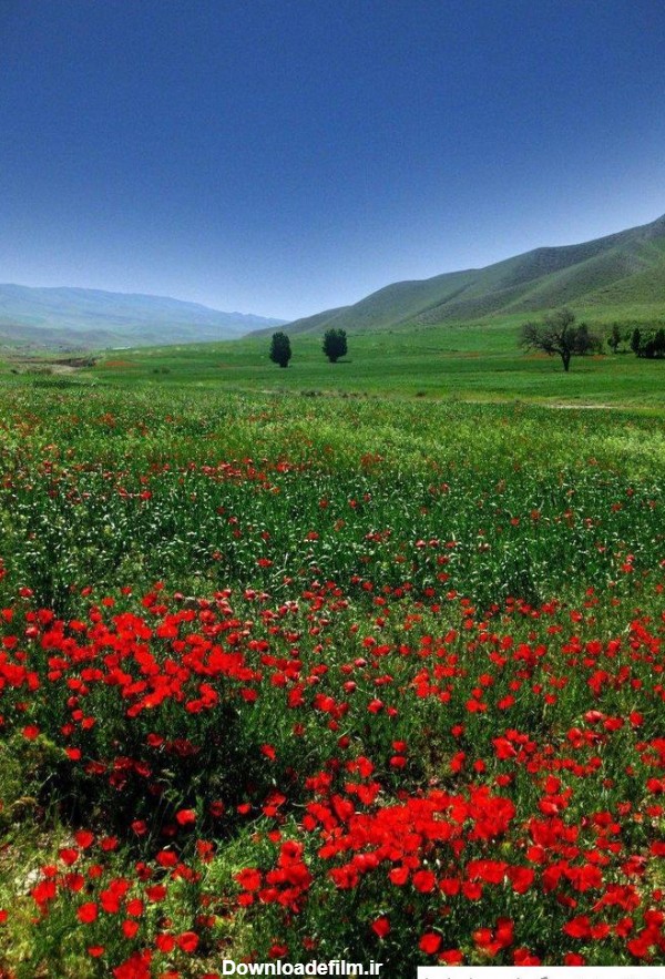 عکس طبیعت ایران برای پروفایل ❤️ [ بهترین تصاویر ]