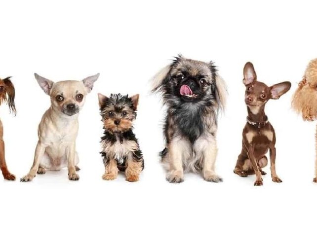 12 سگ عروسکی دنیا که اسمشون رو نشنیدید! - پت پرس