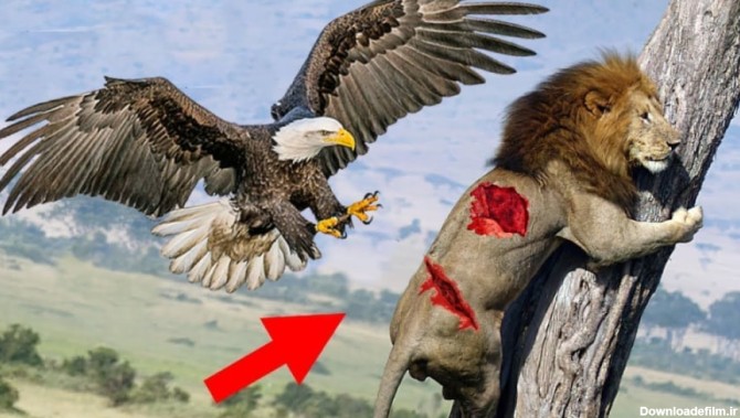 عقاب های عصبانی در مقابل شیر - جنگ شیر با عقاب