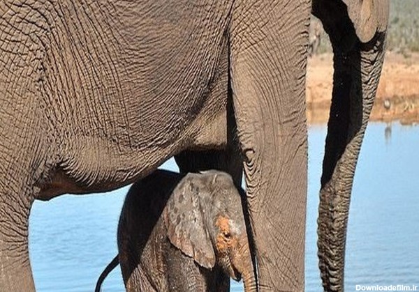 انجام یک عملیات برای نجات نوزاد فیل ماجراجو+ تصاویر