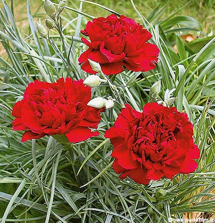 خرید پستی بذر گل میخک قرمز - Carnation Red seed | فروشگاه ...
