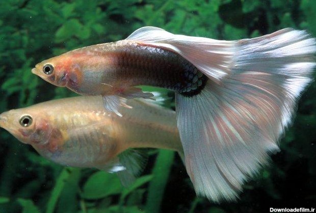 معرفی ماهی های آکوایومی و زینتی-ماهی گوپی(Poecilia Reticulata)