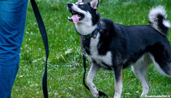 تربیت سگ میکس ژرمن هاسکی - دهکده حیوانات