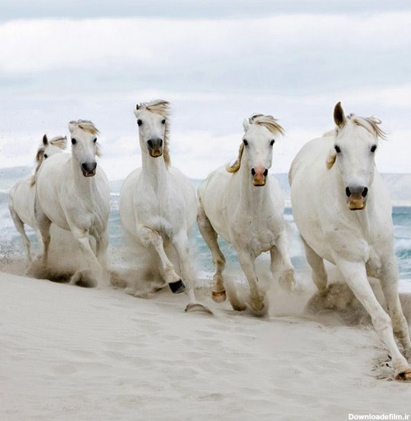 دانلود رایگان تصویر اسب های سفید زیبا