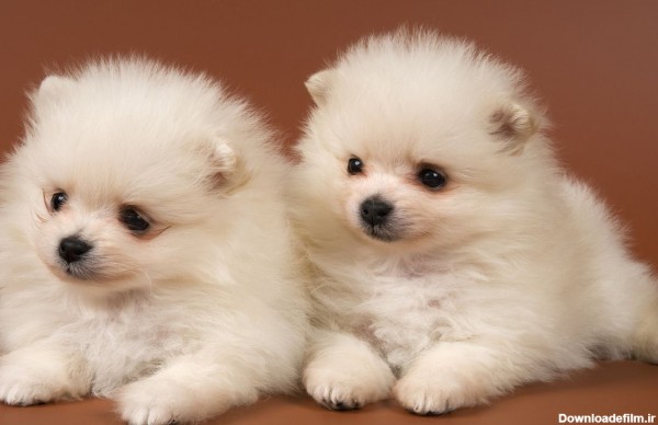 تصویر زیبا دو سگ کوچولو سفید با کیفیت HD