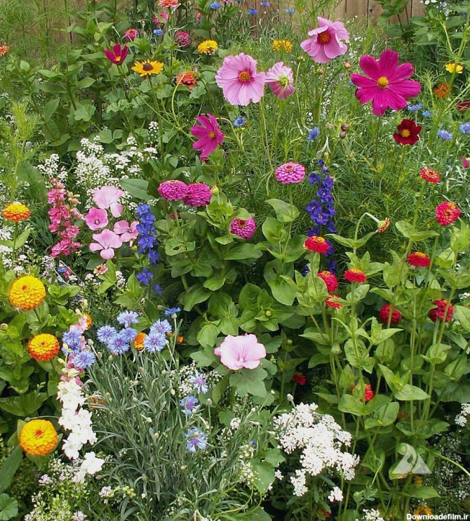 آموزش کاشت بذر گل در گلدان و باغچه - نحوه کاشت بذر گل های بهار در منزل