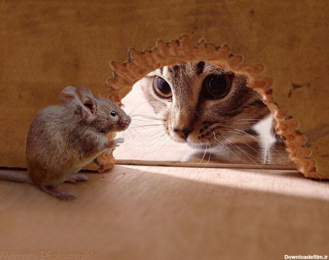 ببینید | لحظه عجیب و حیرت‌انگیز حمله یک موش ریز جثه به دو گربه خانگی