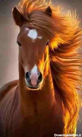 تصاویر زیبا از اسب