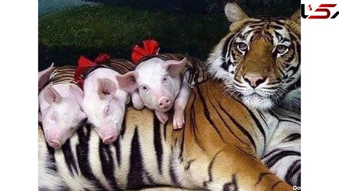 مادری کردن یک ببر از 4 بچه خوک + تصاویر