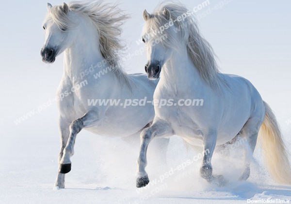 عکس با کیفیت دو عدد اسب سفید با یال های زیبای سفید و بلند در حال ...