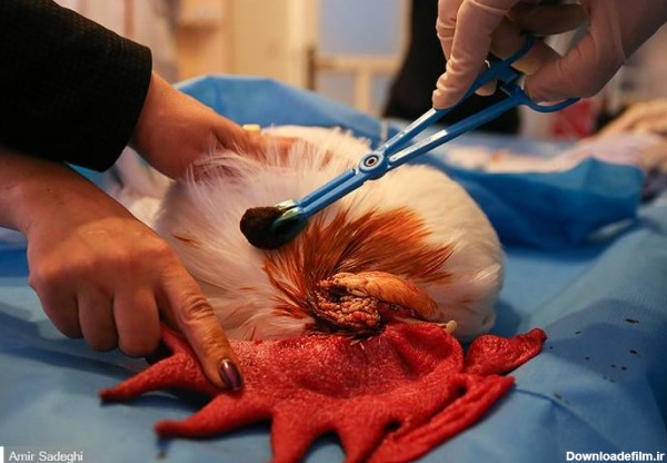 مشرق نیوز - عکس/ نخستین عمل جراحی آب مروارید چشم خروس در جهان