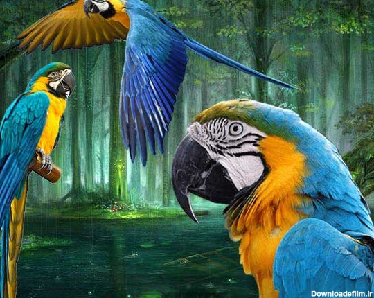 طوطی ماکائو آبی و طلایی Blue and Gold Macaws