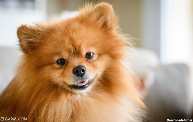 60 عکس بانمک از ملوس ترین سگ های جهان