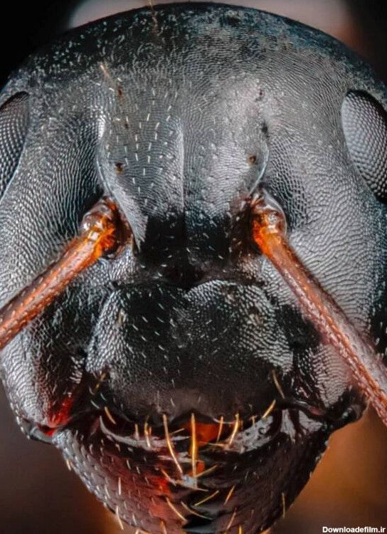 چهره ترسناک مورچه‌ها +عکس - مشرق نیوز