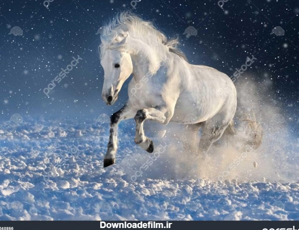 سفید اسب دویدن چهار نعل رفتن در زمستان برف زمینه 1340866
