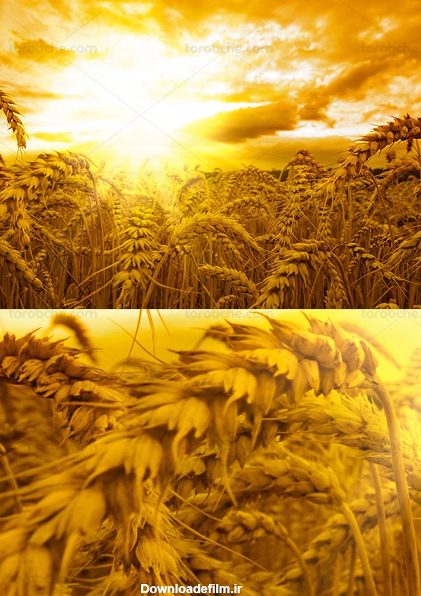مجموعه عکس گندم زار و طلوع خورشید (جدید)