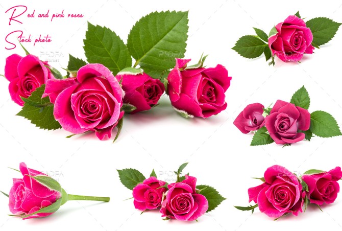 دانلود 27 تصویر گل رز قرمز و صورتی با بک گراند سفید (تصاویر استوک ...