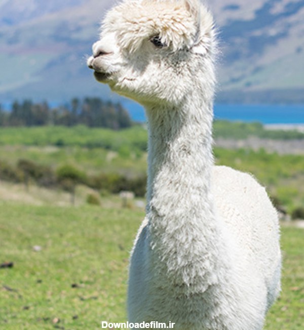 آلپاکا، گونه ای بامزه از ترکیب نژاد شتر و گوسفند